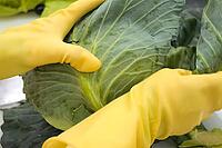 Workers in gloves are engaged in cutting and cleaning the heads of white cabbage with subsequent shredding for cooking [IBR125324071]