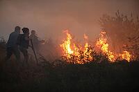 Kostinbrod, Bulgaria - July 21, 2025: Firefighters and volunteers extinguish a fire in a wheat field and trees near the town of Kostinbrod, Bulgaria [IBR125324081]