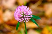 Close-up clover flower in the meadow. Nature [IBR125324083]