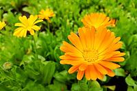 Flower with leaves calendula, garden or English marigold on blurred green background. Close up of Medicinal Calendula herb [IBR125324112]