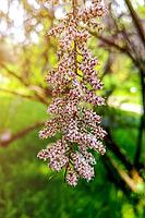 View of a Flowering Branch in the Garden, the Beginning of Spring, Nature Comes to Life [IBR125324116]