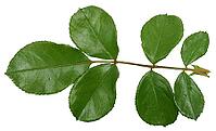 Rose branch with green leaves on stem on isolated background, top view [IBR125331133]