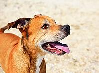 Cheerful American pit bull terrier, close up [IBR125331139]
