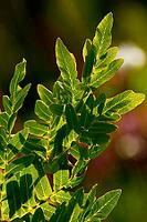 Royal fern against light in bog - Osmunda regalis [IBR125331141]