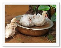 Close up of three sweet little ducklings playing in a bowl of water. [IBR125331144]