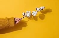Female hand holding a twig with cotton flowers on a yellow background, close up [IBR125331145]