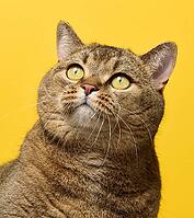A cute adult straight-eared Scottish breed gray cat sits on a yellow background [IBR125331146]