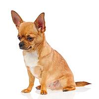 Chihuahua dog isolated on white background. Closeup [IBR125331149]