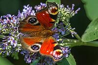 Peacock - Aglais io on a lilac flower [IBR125331159]