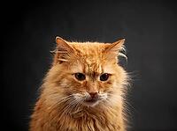 Portrait of adult ginger cat with big white mustache, animal posing on black background, close up [IBR125331161]
