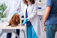 The vet examines the golden retriever dog in the clinic [IBR125331162]