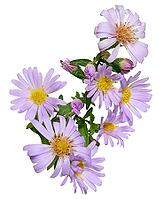 Branch of blossoming lilac perennial asters with a yellow center, isolated background [IBR125331163]