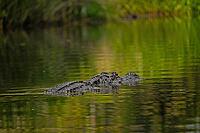 Swimming alligator at Okefenokee National Wildlife Refuge in Georgia [IBR125331171]