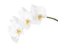 White orchid isolated on white background. Closeup [IBR125331175]