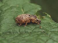 A single Clay-coloured Weevil on a leaf (Otiorhynchus singularis) [IBR125331181]