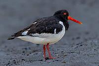 Oystercatcher (Haematopus ostralegus) seen from the side on a sandy beach, Heligoland, Germany [IBR125331194]