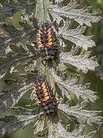A pair of Ladybird larvae on an Achillea plant [IBR125331195]
