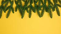 Green spruce branches on a yellow background, place for an inscription, top view [IBR125331203]