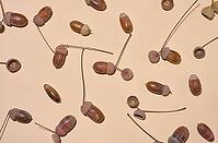 Top view of scattered acorns on a beige background [IBR125331211]