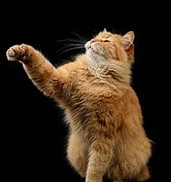 Red longhaired cat sitting and stretching front paw up, claws extended, attentive look directed upwards, isolated on black background [IBR125331213]