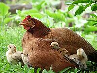 Endearing image of mother hen protecting her chicks representing the concept of caring and feeling safe and loved [IBR125331214]