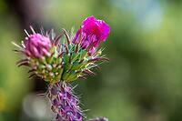 A blooming cactus in Tucson, Arizona [IBR125344238]