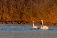Two humped swans in the evening light in the trickle fields near Münster - cygnus olor [IBR125344240]