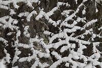 Tailored branches, snow-covered branches [IBR125344244]