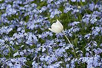 White tulip in blue flowers [IBR125344259]
