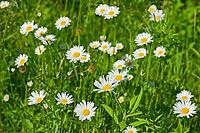 Green flowering meadow with white daisies. Natural background [IBR125344262]