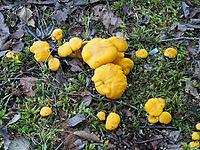 The golden chanterelle is a commonly consumed and choice edible species [IBR125344269]