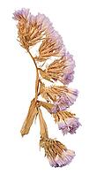 A sprig of purple dried limonium flowers on an isolated background, floristry [IBR125344270]
