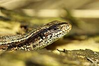 Moor lizard in the Emsdetten Fens [IBR125344286]