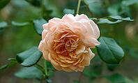 Bud of a blooming pink rose in the garden on a summer day, green leaves around [IBR125344287]