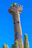 A long, slender saguaro cactus in Tucson, Arizona [IBR125344294]