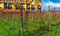 Vineyard and yellow hotel in Santana Madeira [IBR125344312]