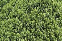 Oriental arborvitae (Platycladus orientalis) [IBR113372474]