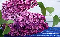 Branch of purple lilac with green leaves on a blue wooden surface, close-up [IBR125363540]