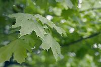 Close up of green Maple tree leaves with copy space. Natural background. [IBR125363557]