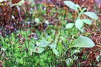 Macro landscape. Moss and small green plants close-up [IBR125363567]