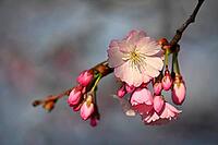 Spring flowers. Beautifully blossoming tree branch. Cherry - Sakura and Sun with a Natural Colored Background [IBR125363581]