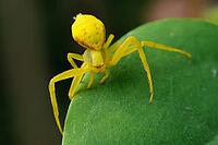 Yellow spider is sitting on a green leaf close-up. Blurring the background. Close-up [IBR125363591]