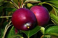 Red-fleshed apple variety [IBR125363592]