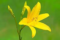 Yellow lily flower with buds on the blurred background [IBR125363598]