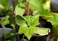 Green sprouts of cucumbers, seedlings for planting in the ground, close up [IBR125363600]