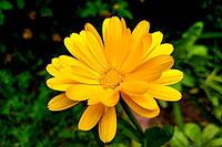 Calendula flower and leaf Calendula officinalis, pot, garden or English marigold plant, nature green background. Calendula flower on summer day [IBR125363602]