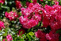 Close-up of vibrant pink roses in full bloom, with lush green foliage providing a soft, natural background [IBR125363603]