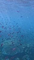Mass of fish in a feeding frenzy in the hazy blue water during a phytoplankton bloom. Dauin, Negros Island Region, Philippines [IBR125363620]