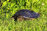 The common snapping turtle (Chelydra serpentina) on a meadow [IBR125363624]