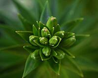 Green leaves and unbroken buds of a lily, top view, green background [IBR125382568]